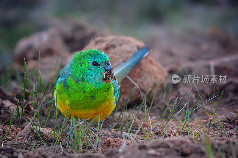 红作鹦鹉(Psephotus haematonotus)